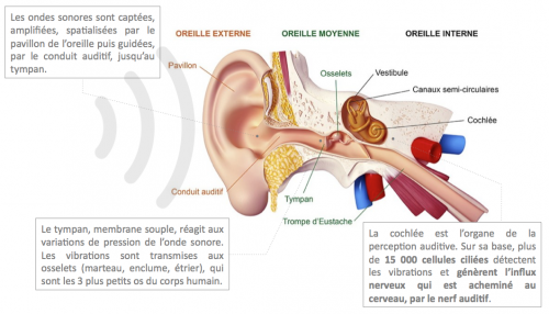 causes et origines de la presbyacousie, perte auditive sur les fréquences aigues