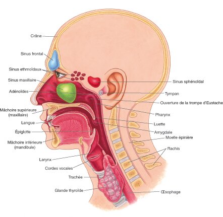 La sphère ORL : nez, gorge, oreilles